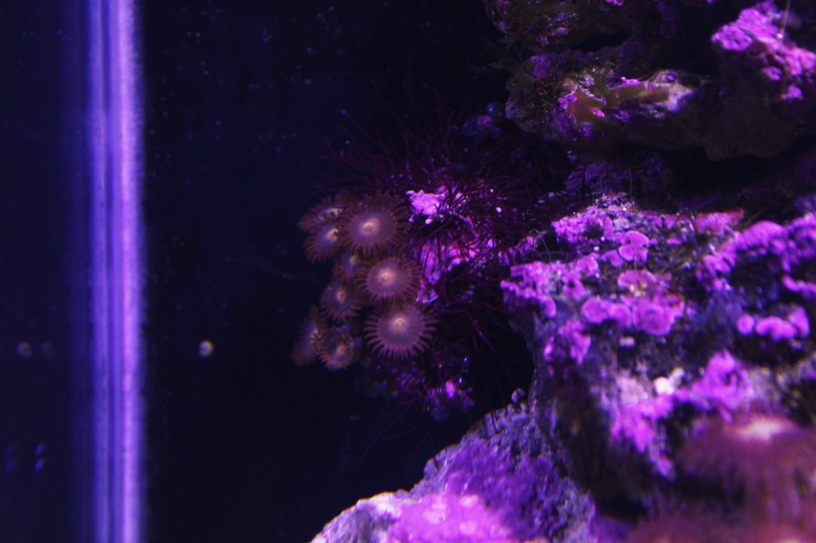 The practical side of starting a marine nano aquarium - My, , Reef, Nanotechnology, Aquarium, Longpost