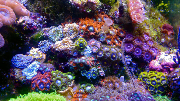 The practical side of starting a marine nano aquarium - My, , Reef, Nanotechnology, Aquarium, Longpost