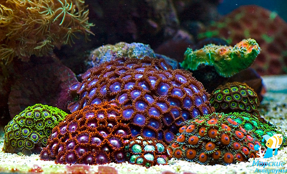 The practical side of starting a marine nano aquarium - My, , Reef, Nanotechnology, Aquarium, Longpost