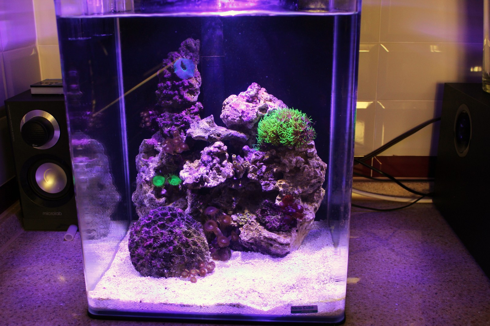 The practical side of starting a marine nano aquarium - My, , Reef, Nanotechnology, Aquarium, Longpost