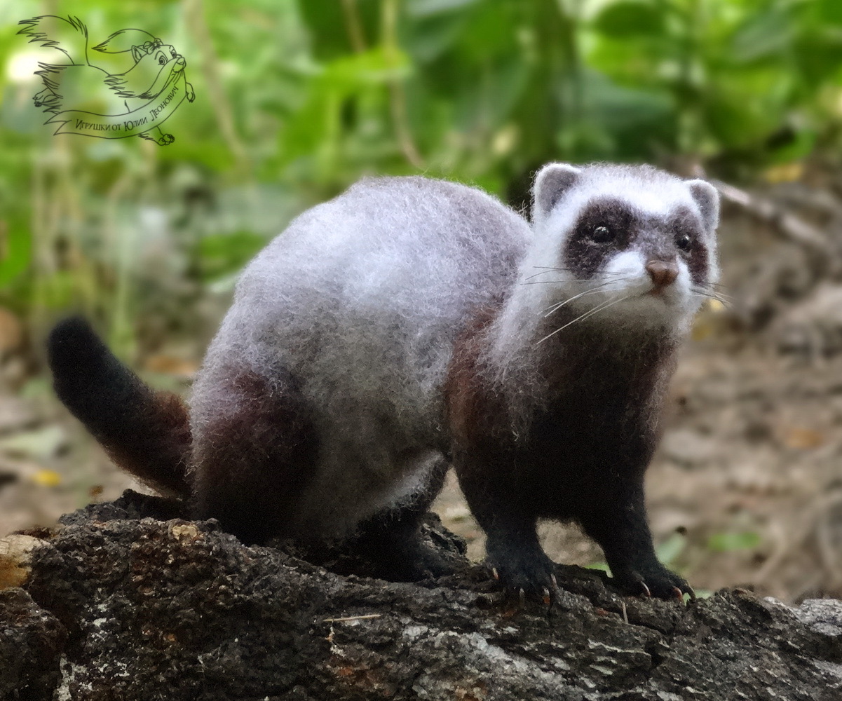 Frame toy. Ferret. - My, Dry felting, Wallow, Ferret, Ferret, Author's toy, Pets, Wild animals, Cunyi, Longpost