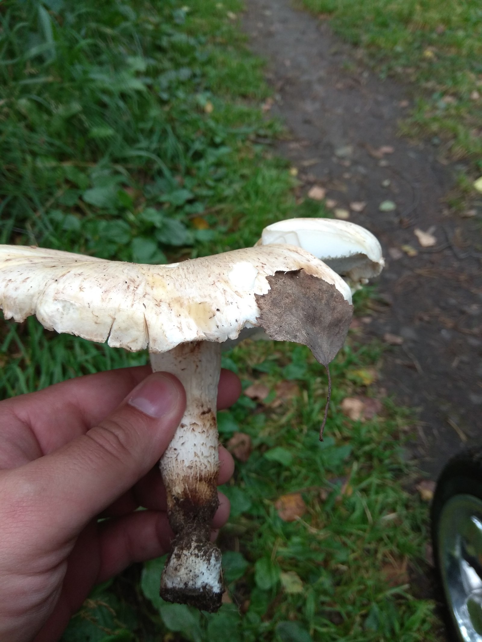 What kind of mushroom? - My, Mushrooms, , Silent hunt, Question, , Longpost