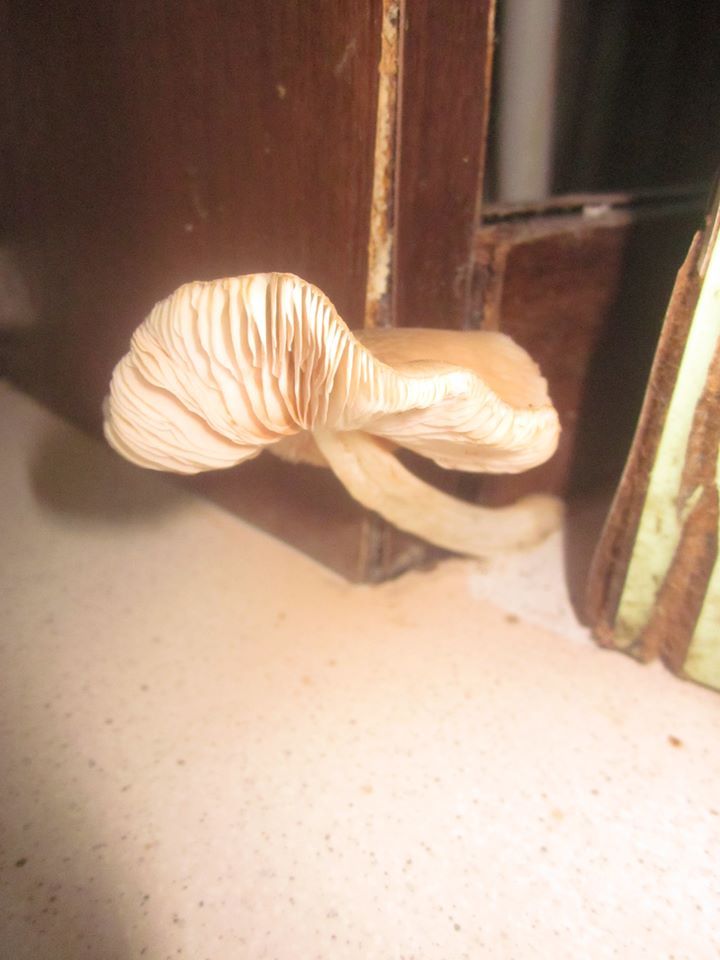 Mushroom in unnatural habitat - My, Mushrooms, The photo, Kitchen, Amazing, Longpost