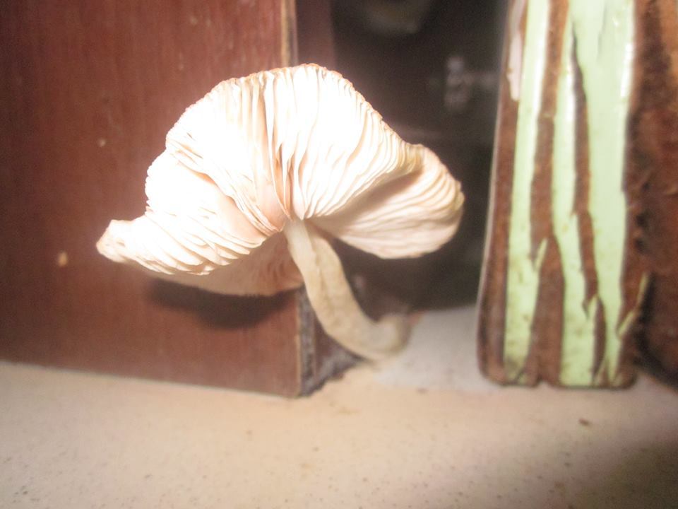 Mushroom in unnatural habitat - My, Mushrooms, The photo, Kitchen, Amazing, Longpost