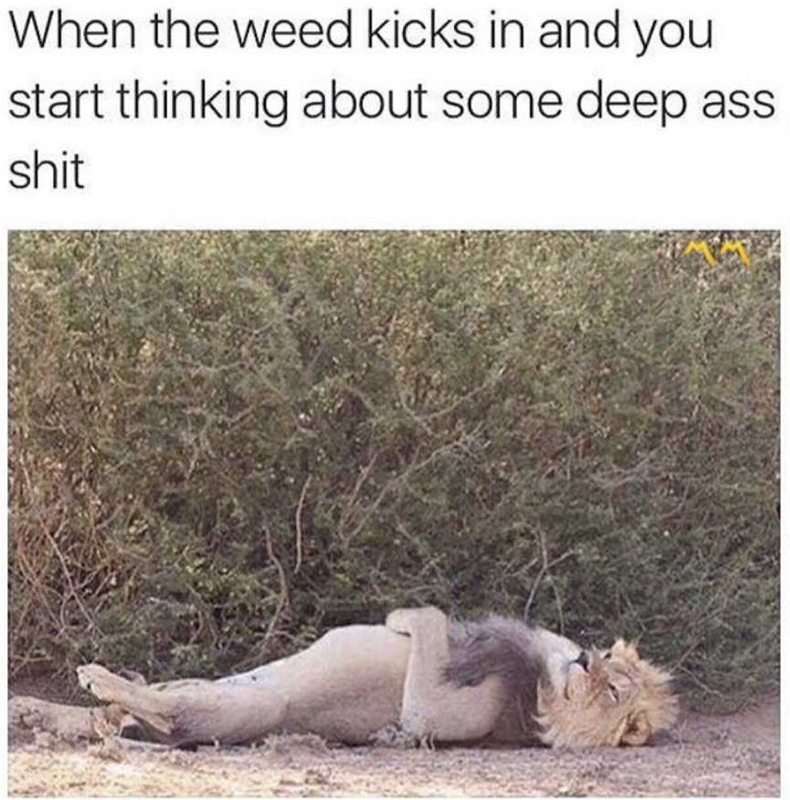 When you got stuck from the weed and hit your thoughts - a lion, Pensiveness, Relaxation, Pose, Drugs