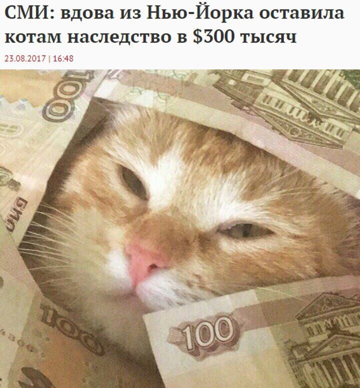 Thug Life - Юмор, Кот