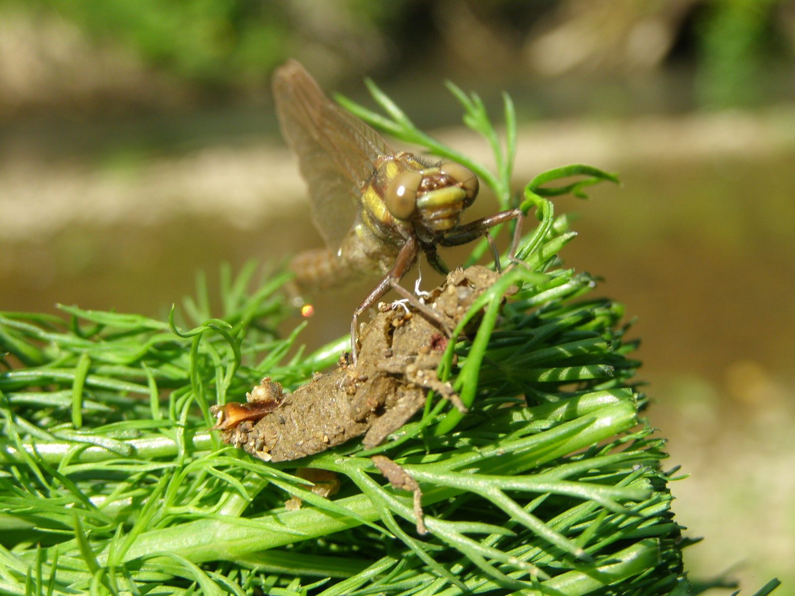 Death of a cricket - My, Nature, Primorsky Krai