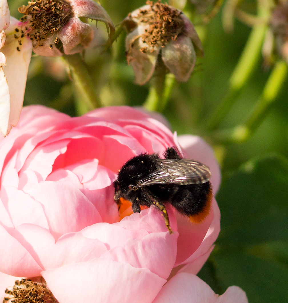 I have loved bumblebees since childhood. - My, Bumblebee, Flowers, Macro, Macro photography