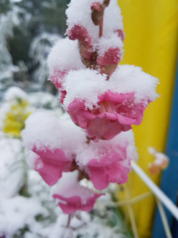 In Yakutia, in the village of Udachny, the first snow fell - The photo, Images, Yakutia, Snow, Summer, August, Suddenly, Longpost