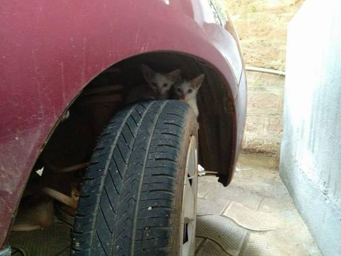 It's getting colder, cats climb into cars to warm up! - Animals, Car, Accuracy, cat