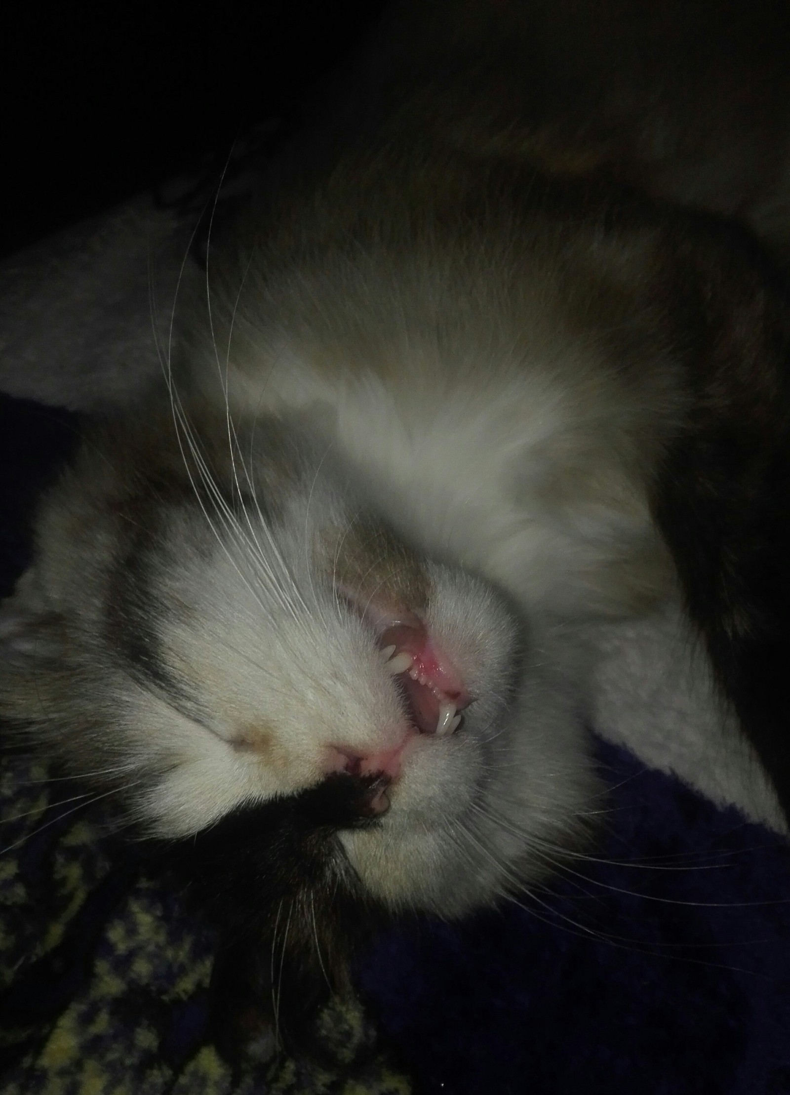 кот спит с открытым ртом