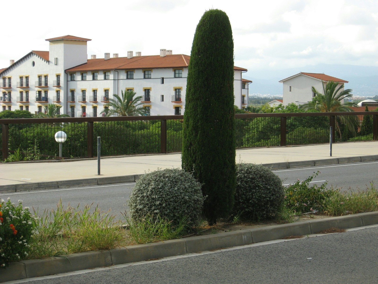 Just a tree... - My, Tree, The photo