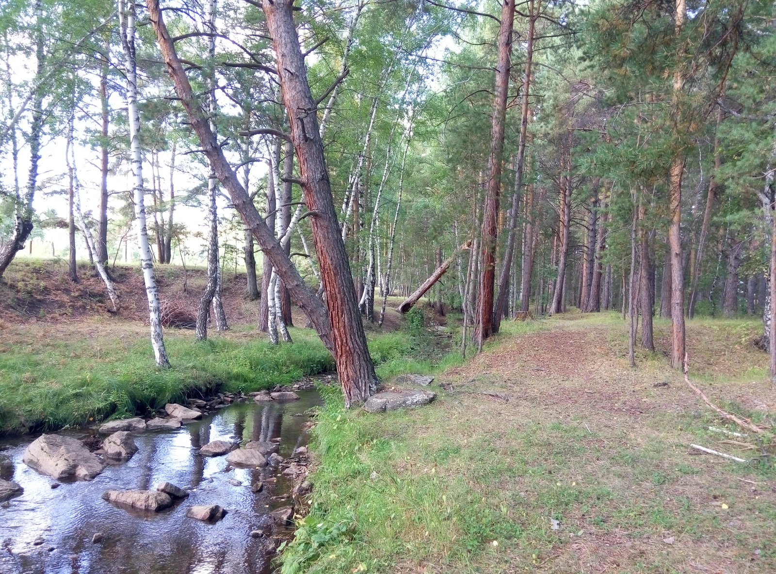 Karkaralinsk - My, Kazakhstan, Forest, Karkaralinsk, Tree, The photo, My, Longpost