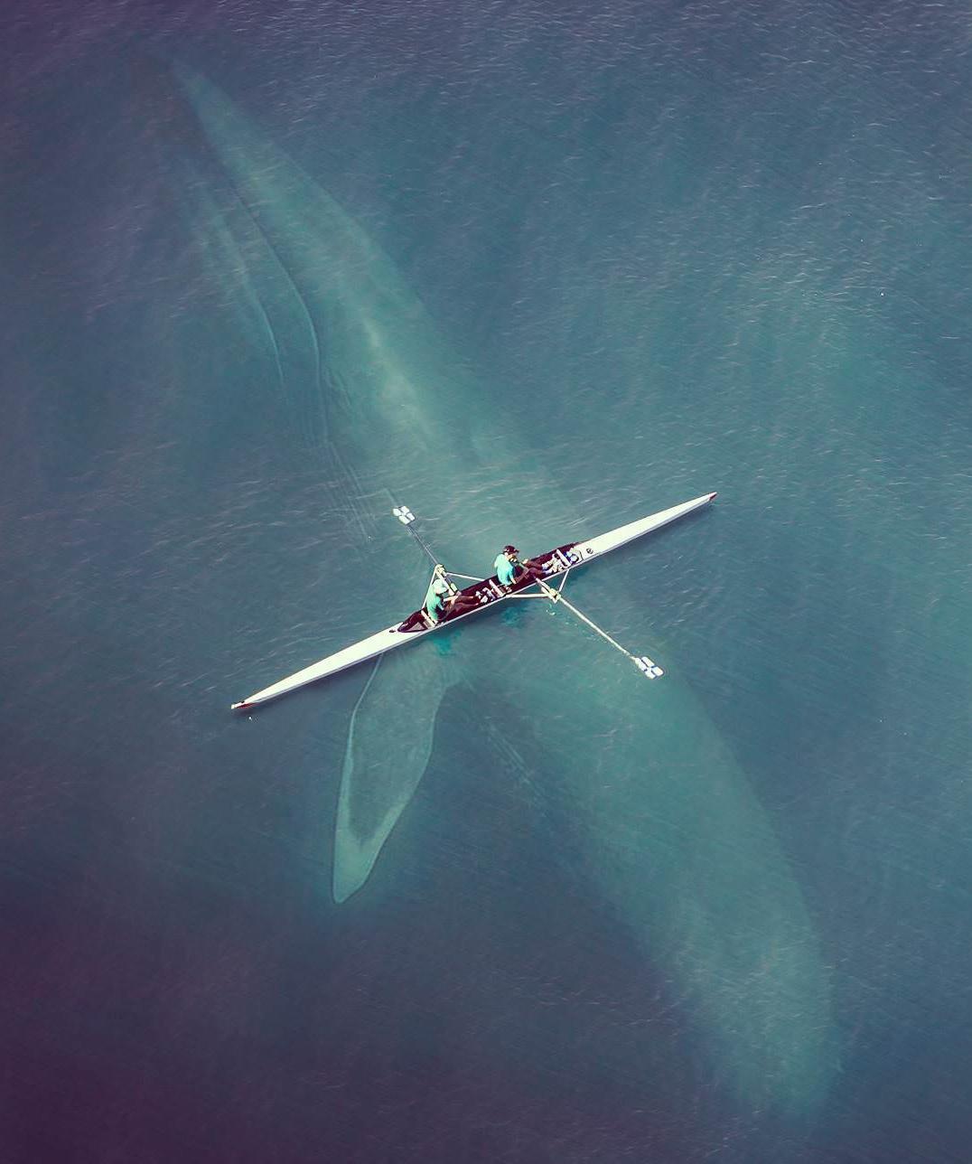 When you swam too far - Whale, A boat, Photoshop