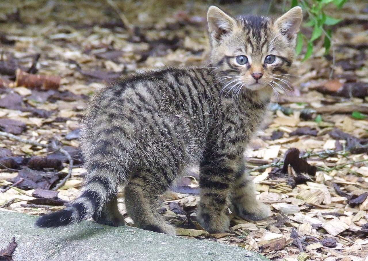 Кот дикий или лесной, European Wildcat Латинское название: Felis silvestris  Schreber. | Пикабу