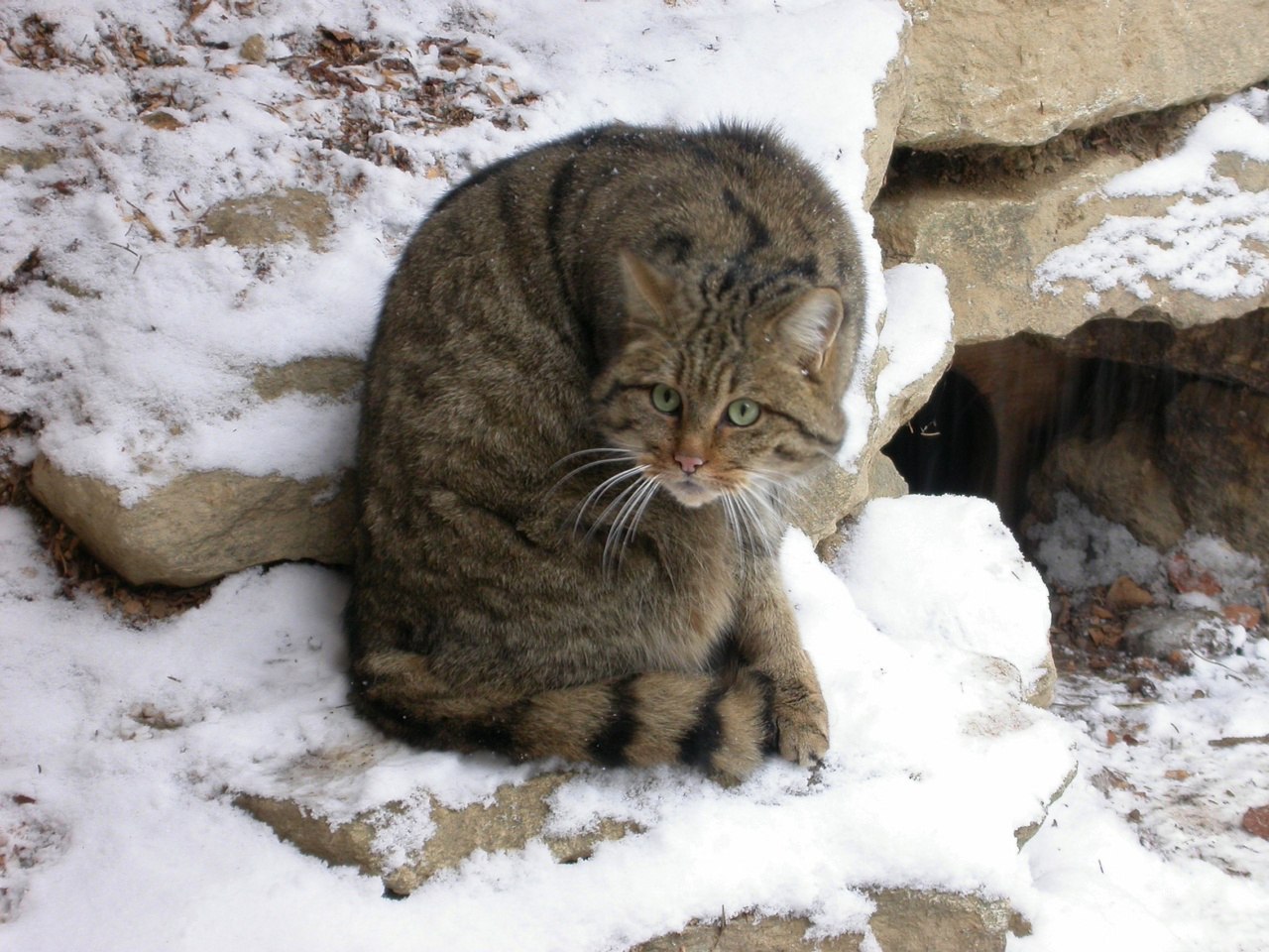 Кот дикий или лесной, European Wildcat Латинское название: Felis silvestris  Schreber. | Пикабу