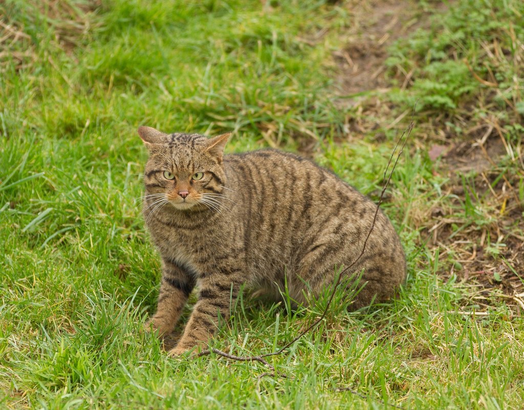 Кот дикий или лесной, European Wildcat Латинское название: Felis silvestris Schreber. - Кот, Обитание, Повадки, Длиннопост