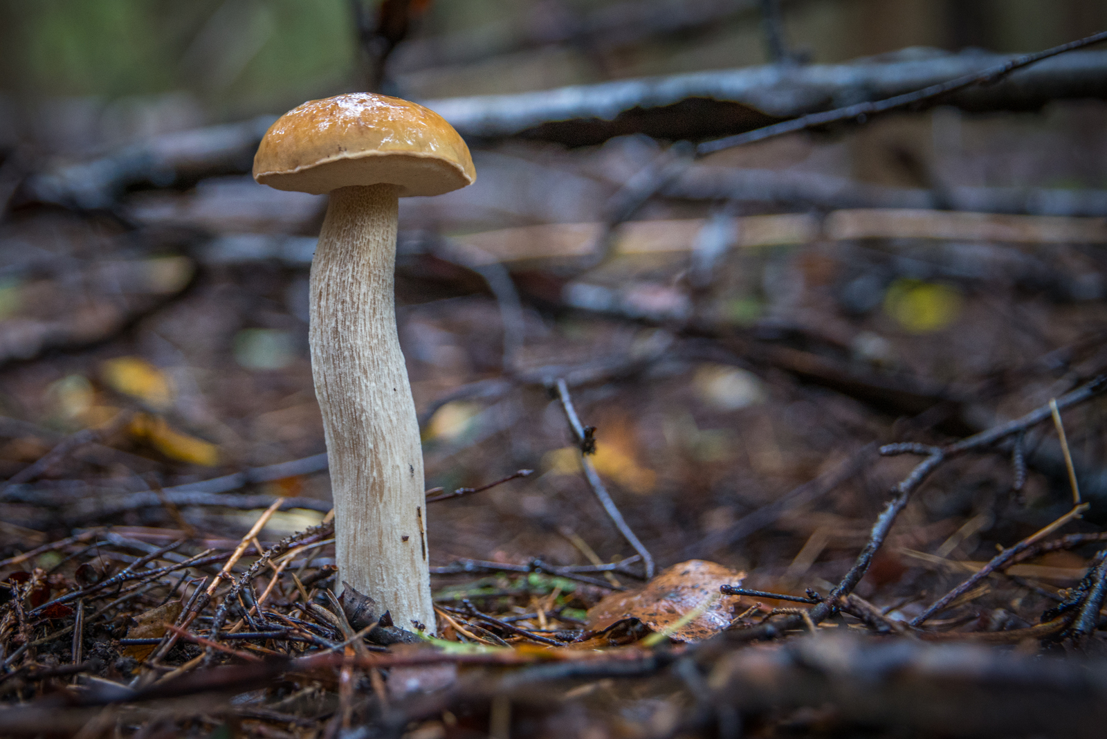 Mushroom photo hunting №44 - My, Mushrooms, Photo hunting, Boletus, Porcini, , 24-70, Longpost