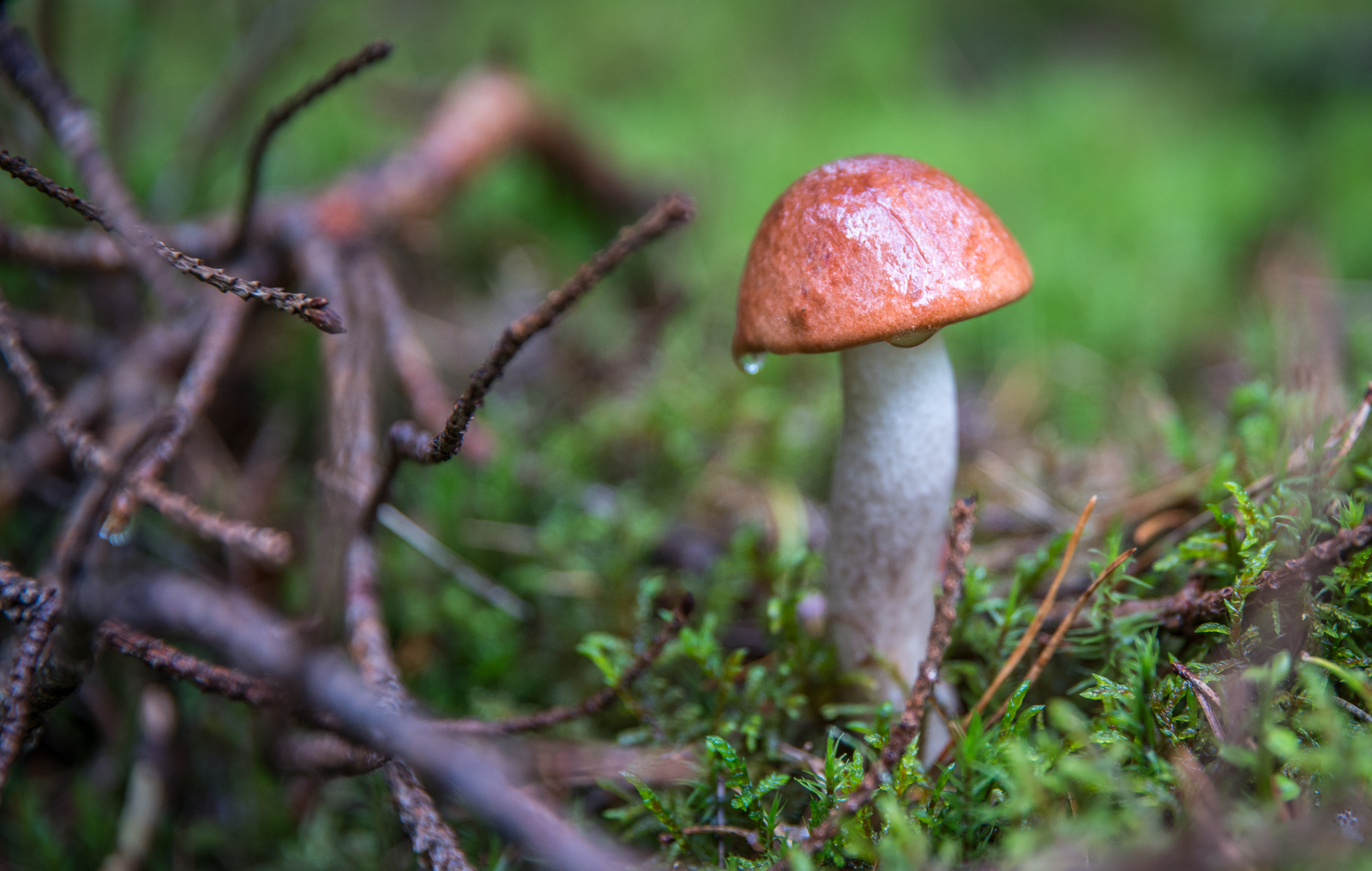 Mushroom photo hunting №44 - My, Mushrooms, Photo hunting, Boletus, Porcini, , 24-70, Longpost