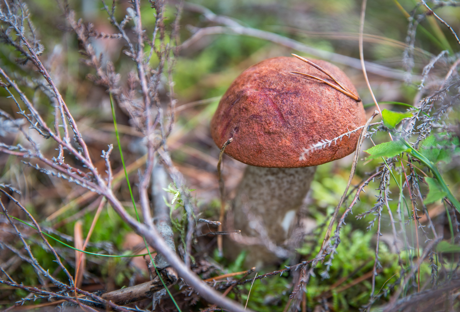 Mushroom photo hunting №44 - My, Mushrooms, Photo hunting, Boletus, Porcini, , 24-70, Longpost