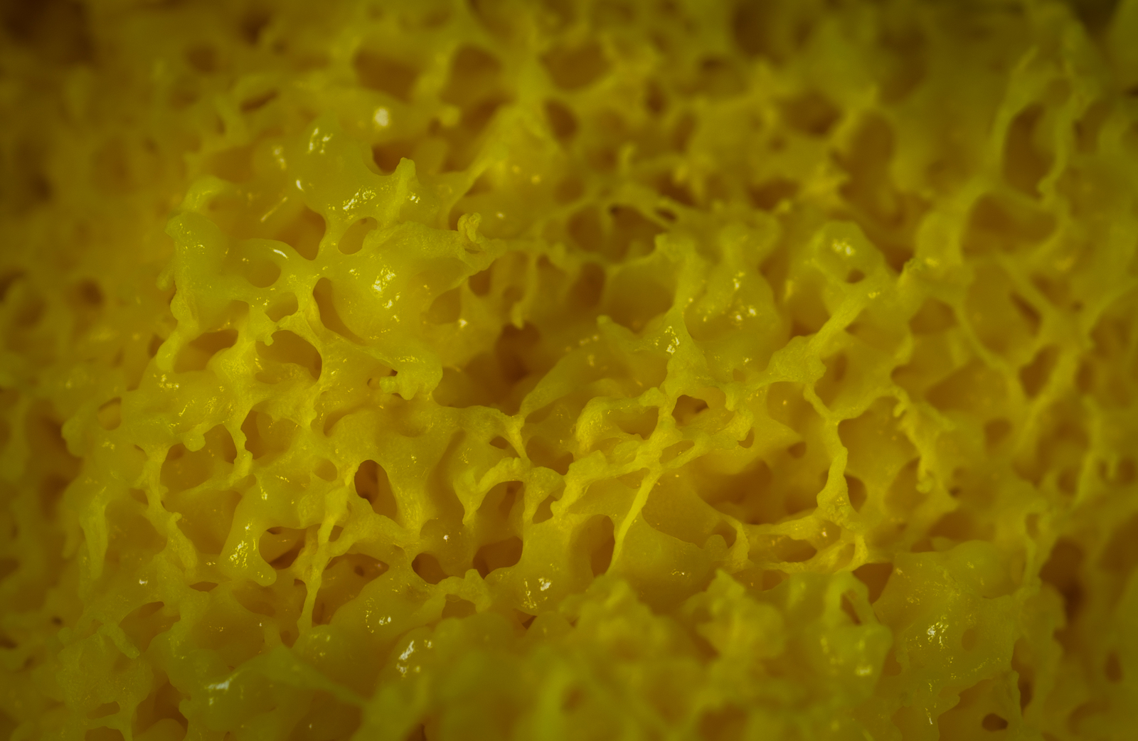 Slime mold plasmodium through a macro lens - My, Plasmodium, Myxomycetes, Slime molds, Mp-e 65 mm