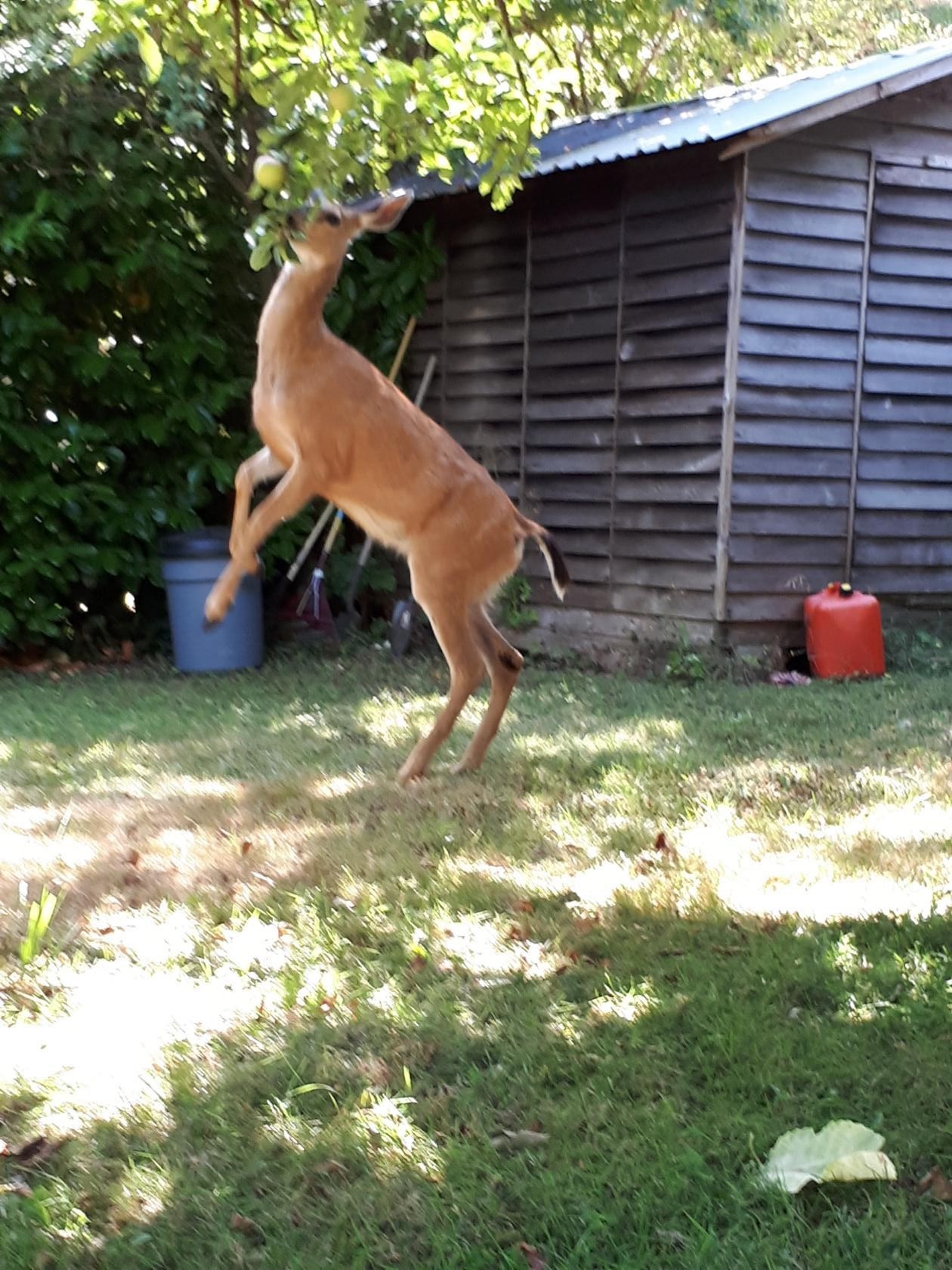 Guests of our garden - My, Garden, Visitors, Animals