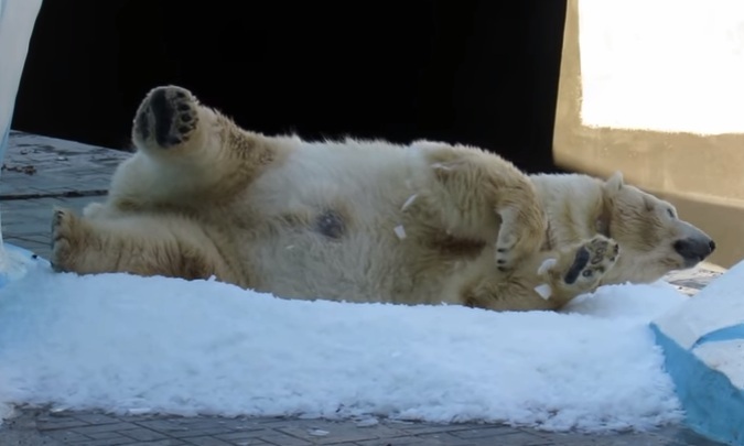 The ice generator delighted the Novosibirsk bear Gerda - Zoo, The Bears, Novosibirsk, , Rosneft, Video, Longpost