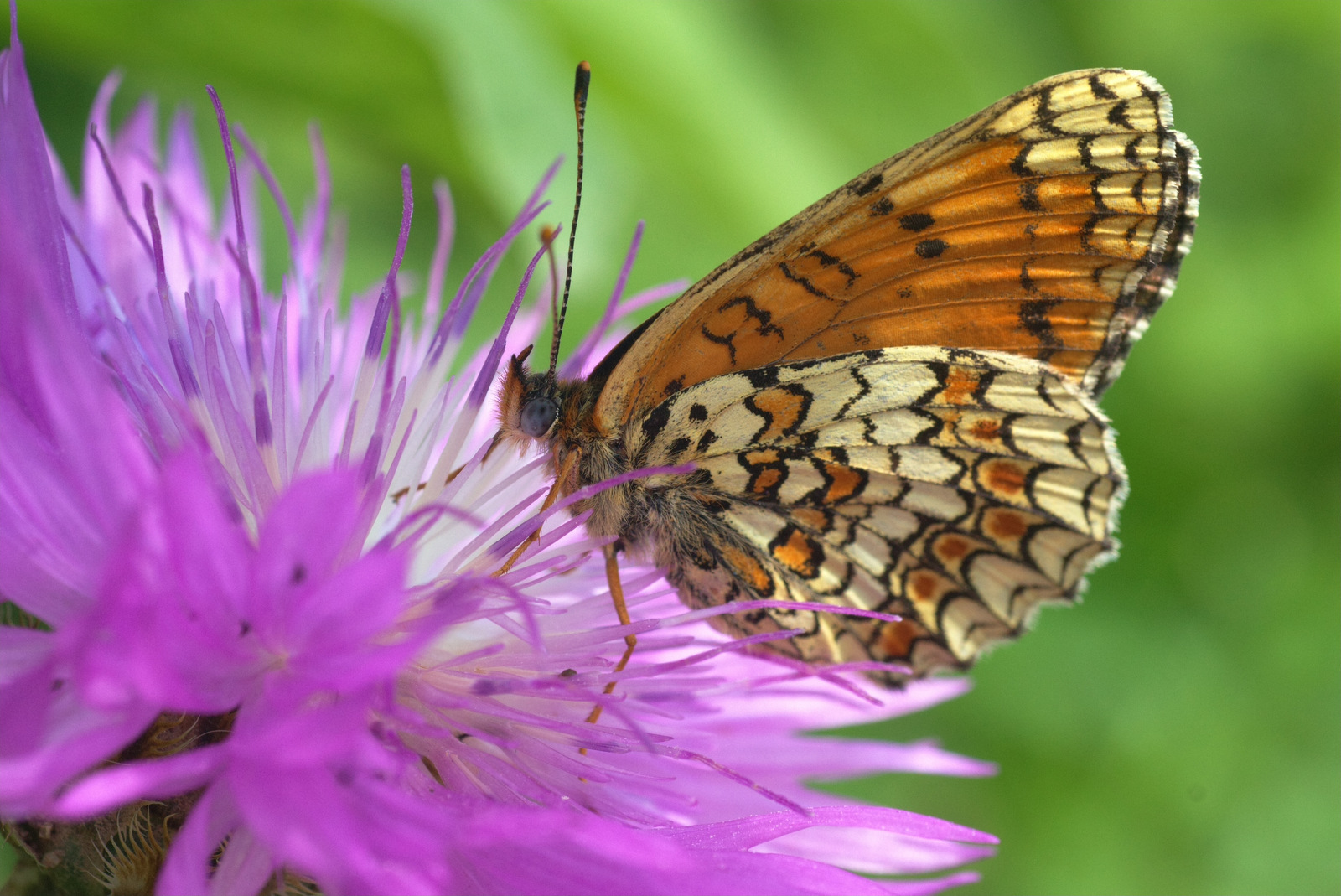 Butterfly - My, Butterfly, Summer, Flowers, Macro, Nature, Macro photography