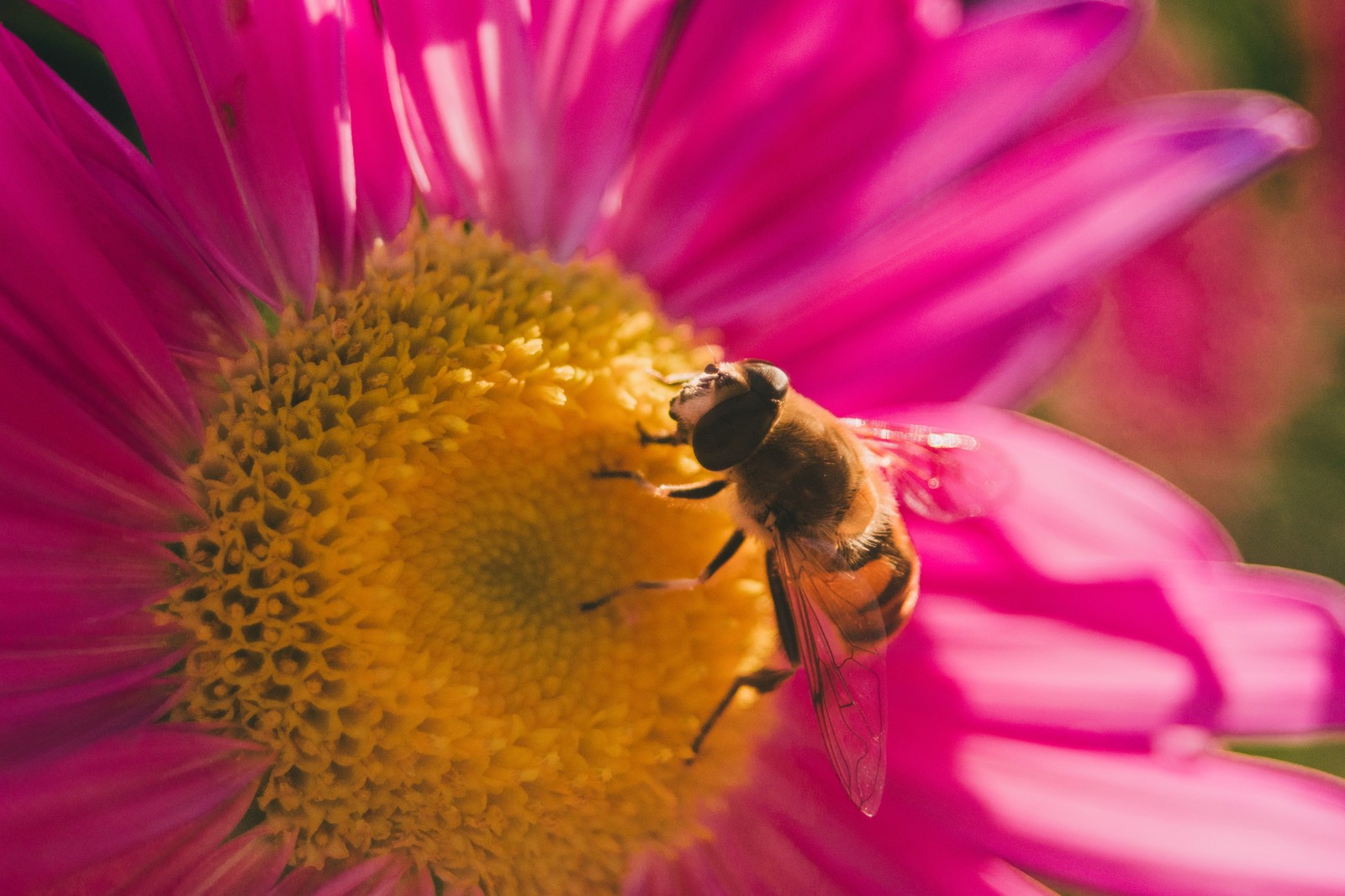 Last days of summer. - My, Macro, Spider, Zhuzhalka, Flowers, Rain, Longpost, Macro photography