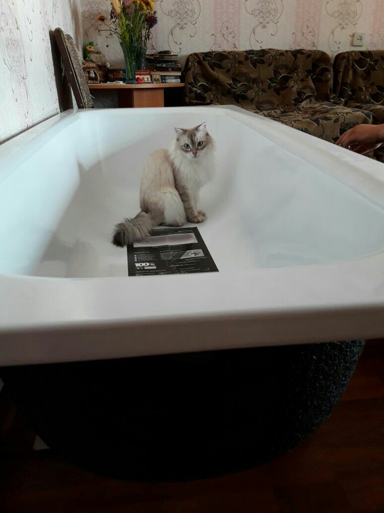 I don't know what to call it, just a cat and a bath - My, cat, Land in the porthole, Longpost