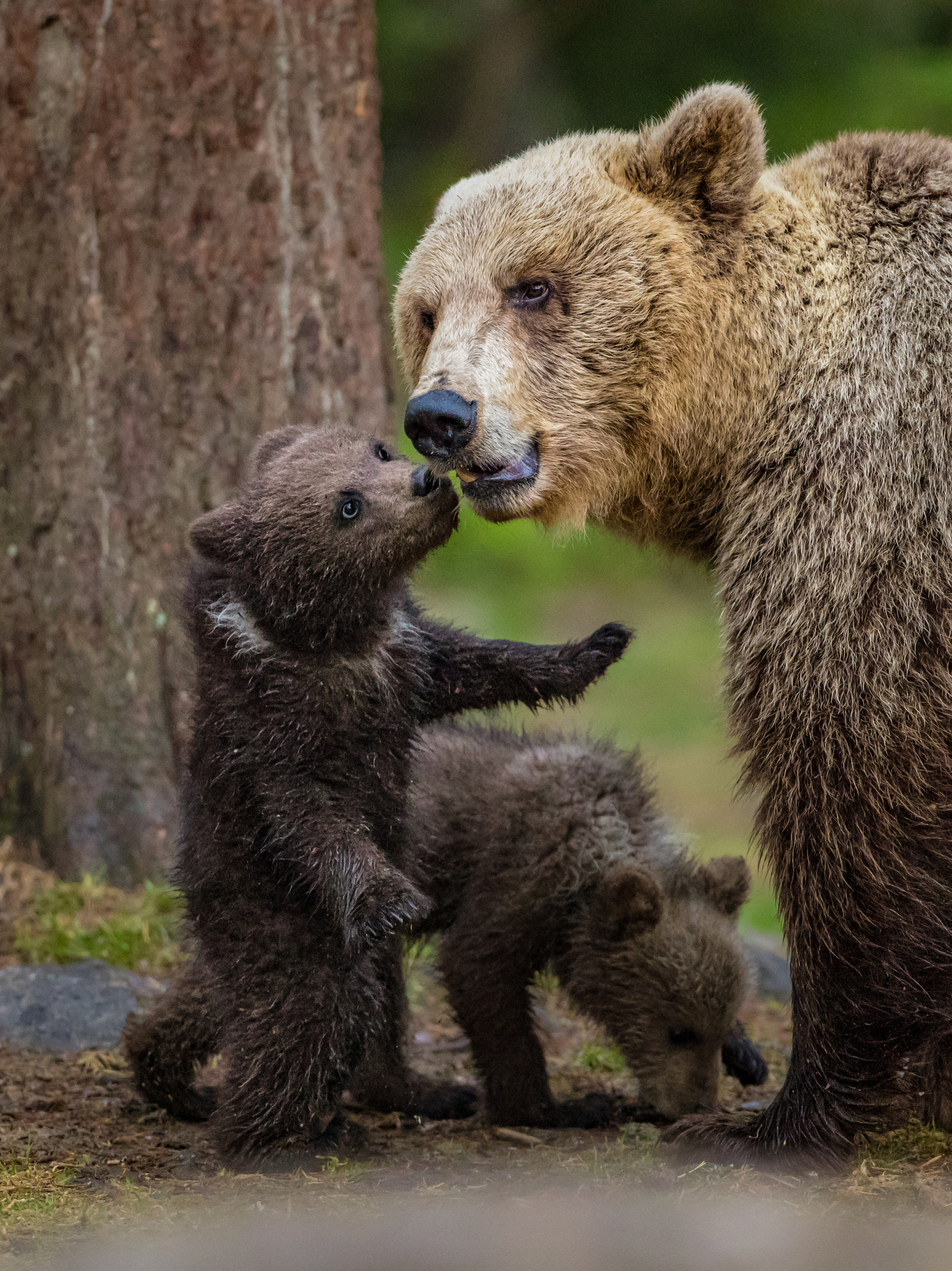 forest life - Bear, Forest, Not mine, Longpost, The Bears