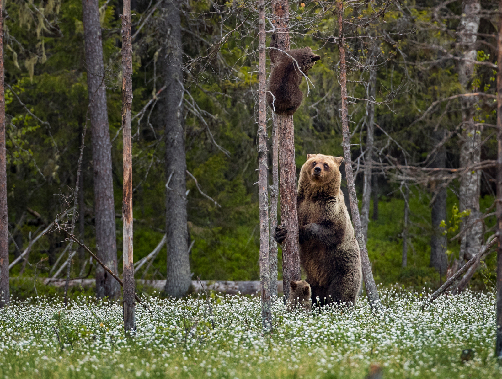 forest life - Bear, Forest, Not mine, Longpost, The Bears