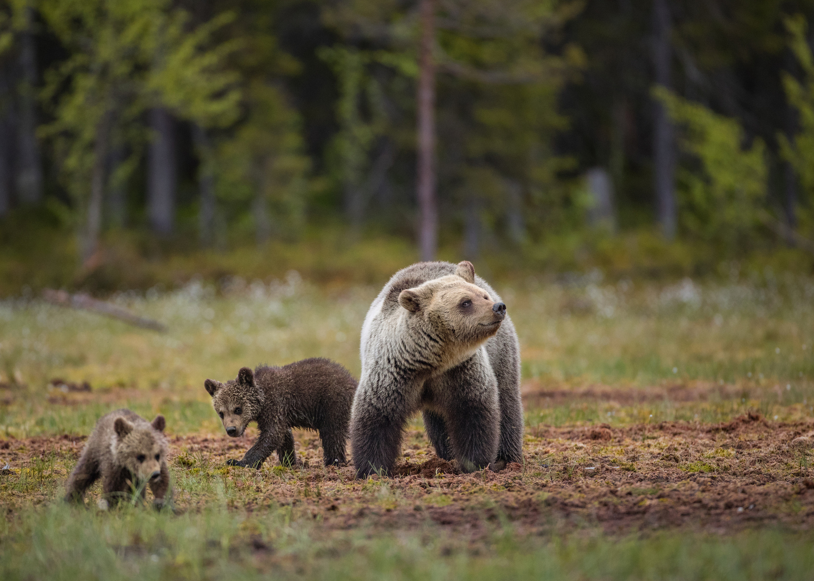 forest life - Bear, Forest, Not mine, Longpost, The Bears