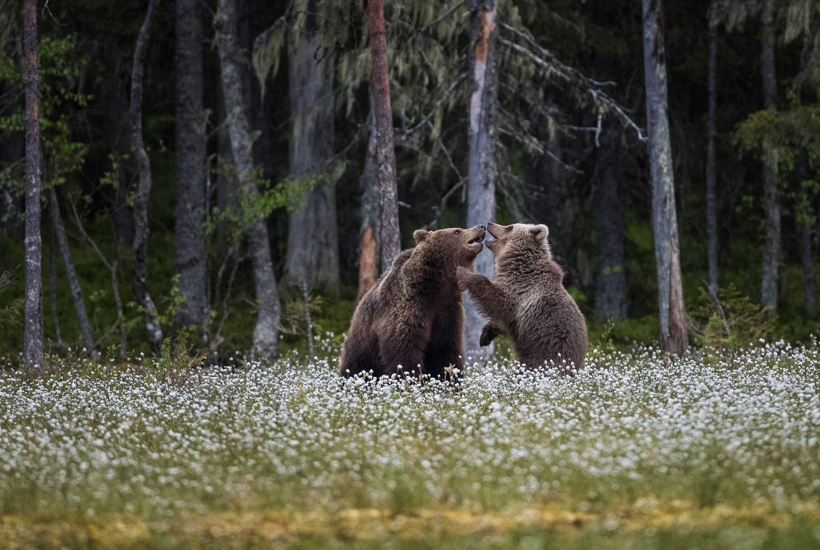 forest life - Bear, Forest, Not mine, Longpost, The Bears