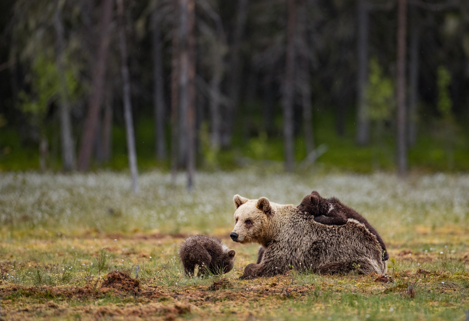 Bears live in forests. Bear in Live pictures.