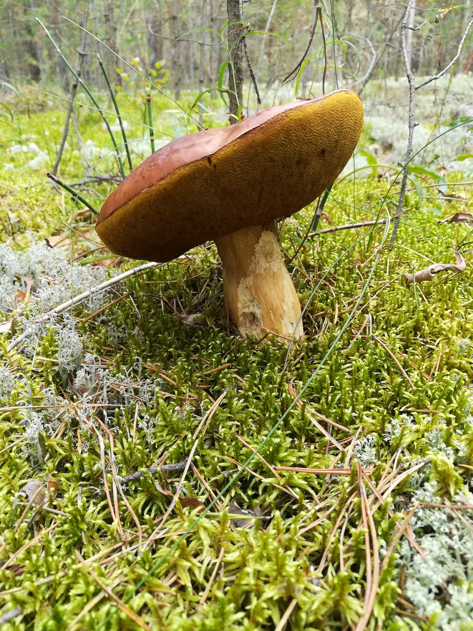 blood mushroom - My, Mushrooms, Question, What are you, Longpost