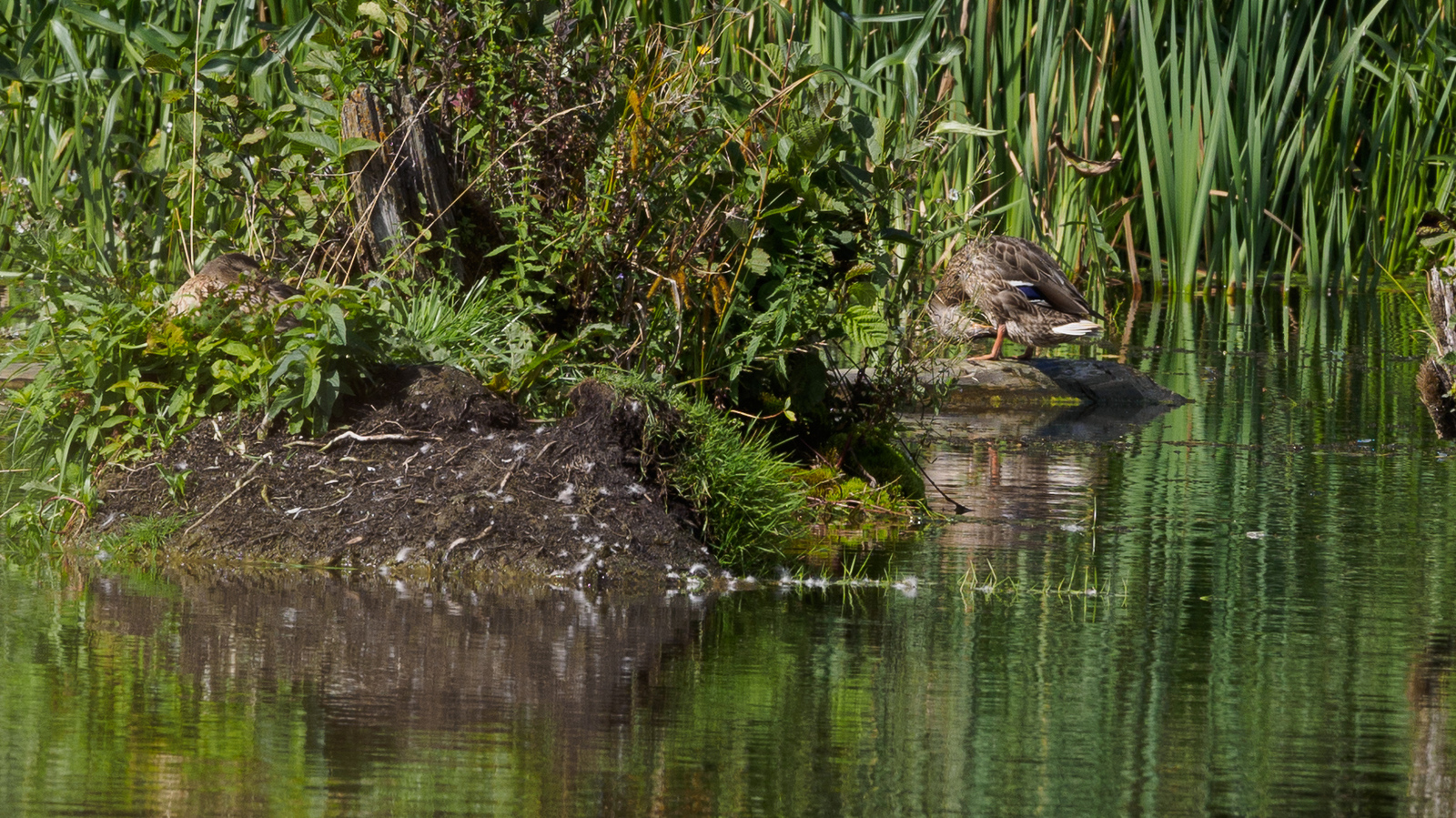 mallard ducks - My, Photo hunting, Duck, Mallard duck, River, , Kaluga, Kaluga region, Birds, Longpost