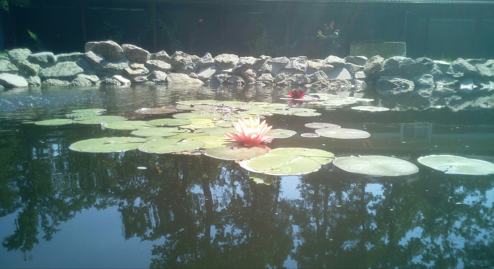 Blossomed. - My, Pond, Lily