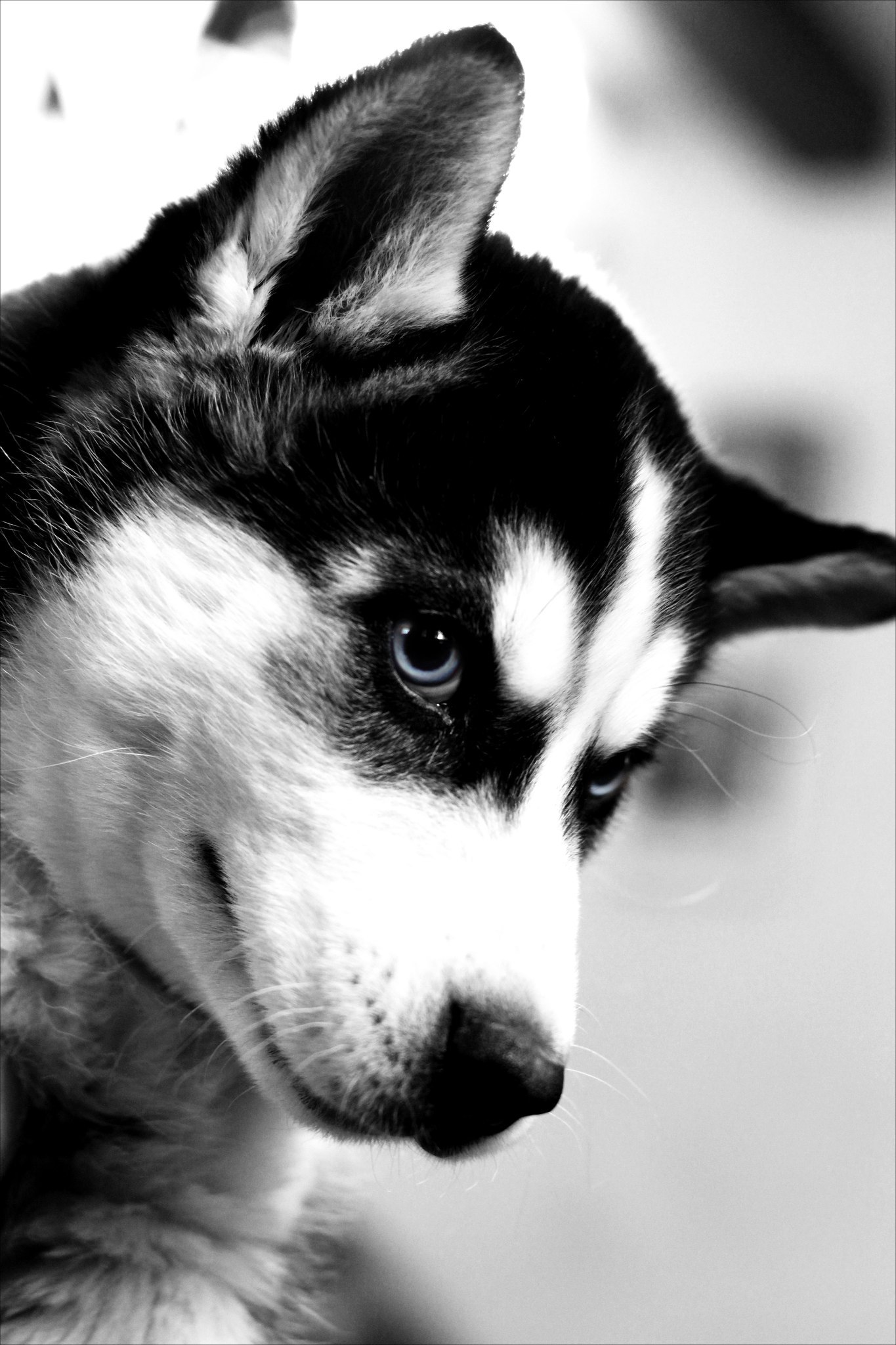 Huskipost - My, Husky, The photo, Winter, Longpost, Dog
