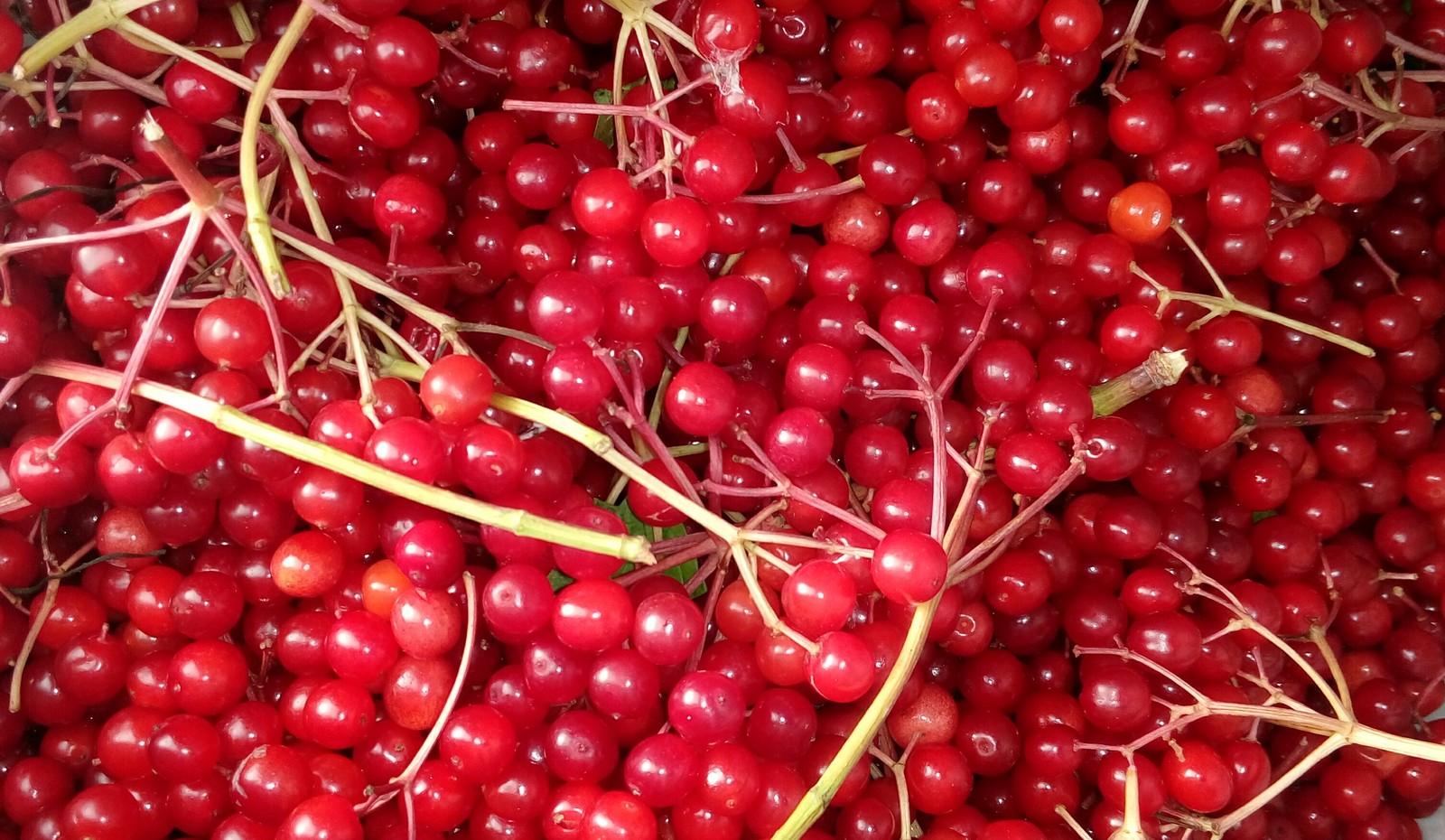 Red viburnum - My, Red viburnum, Berries