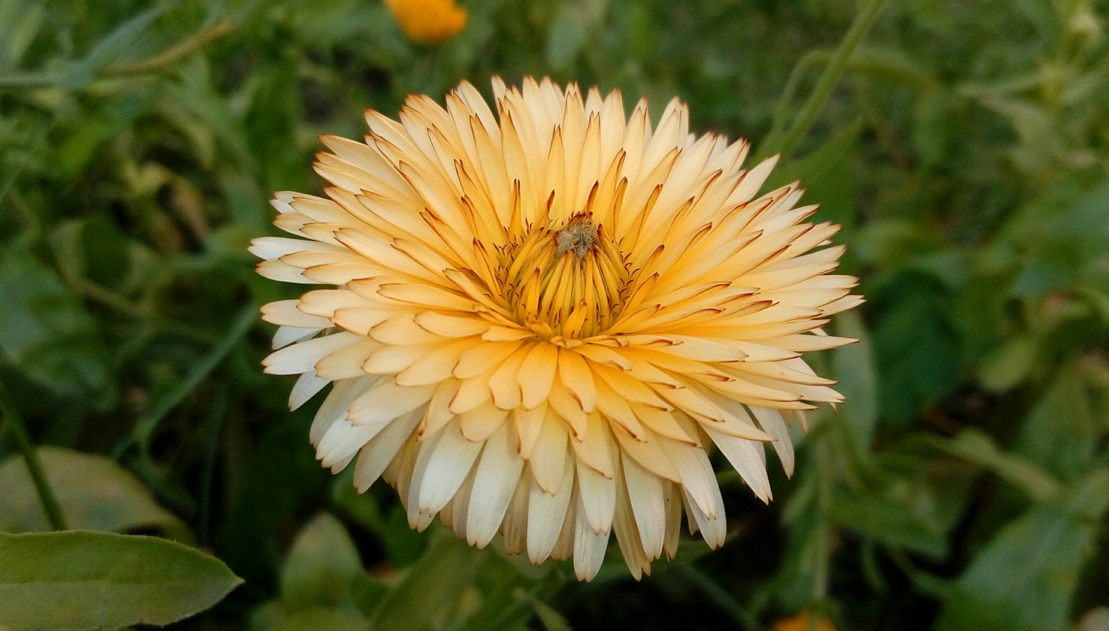 The beauty of calendula - My, Calendula, Flowers