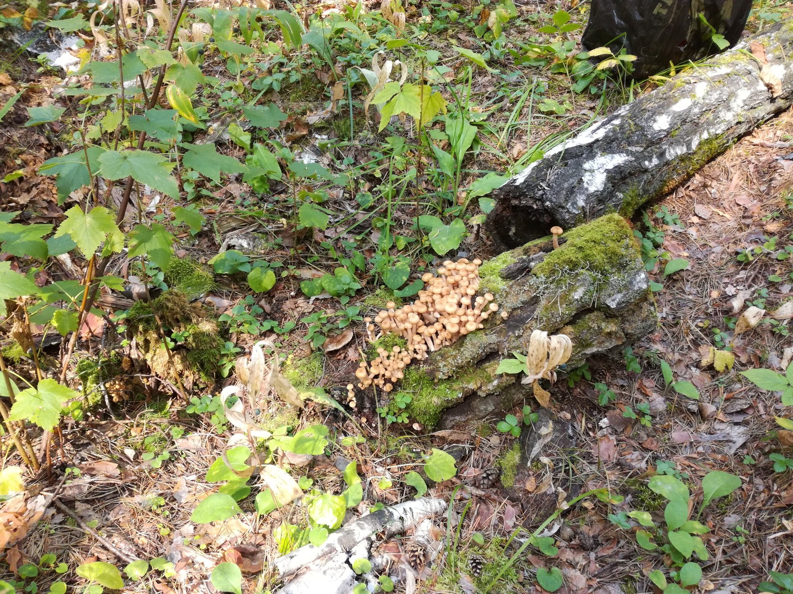 forest wonders - My, Mushrooms, Honey mushrooms, Relaxation, Forest, Longpost