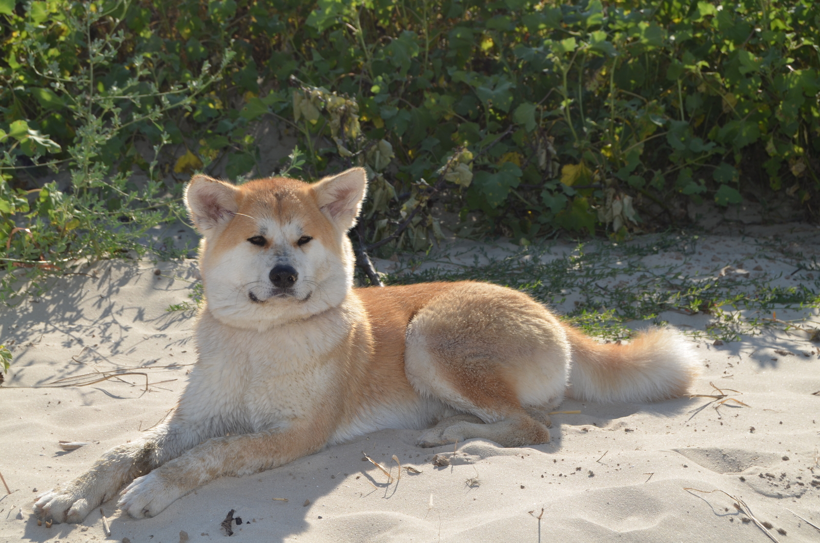 What was and what has become - My, Dog, Akita inu