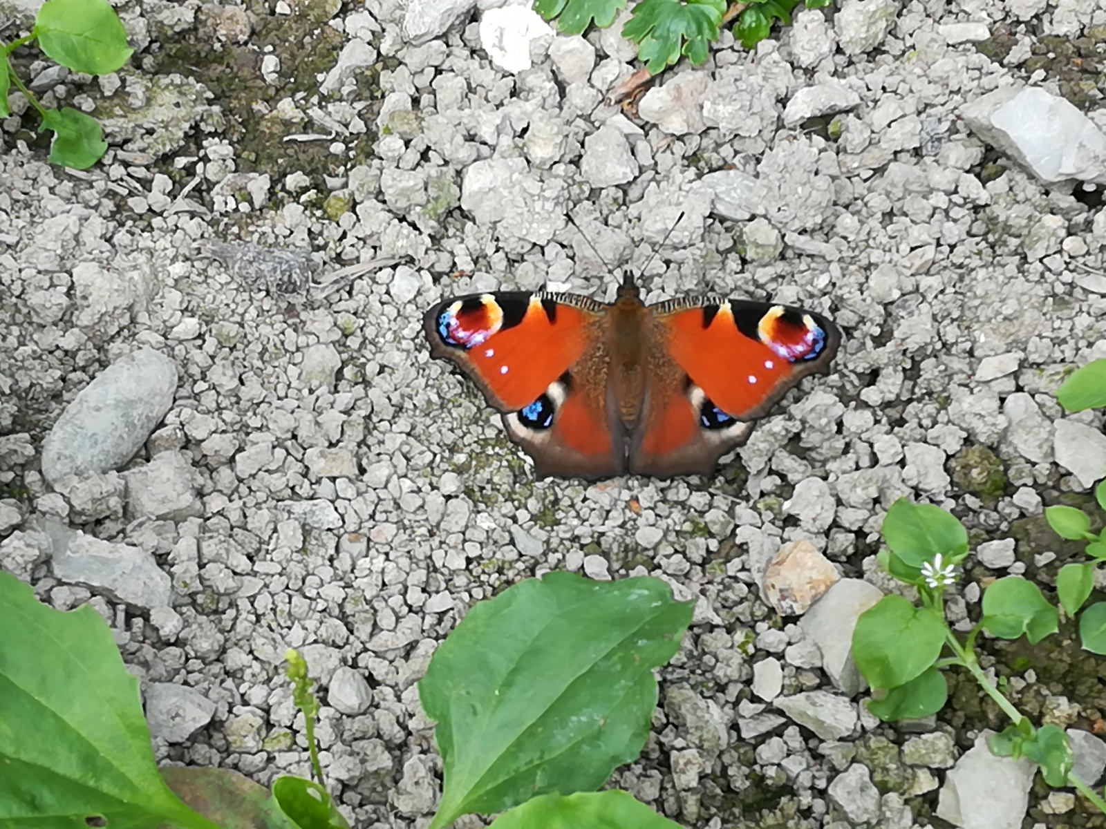 Butterfly hunting or so-so post. - My, Butterfly, The photo, Longpost