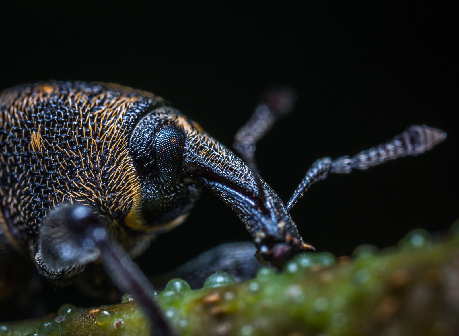 Macro hunting №130 - My, Macrohunt, Insects, Arachnida, Collembols, Caterpillar, Mp-e 65 mm, Longpost, Macro photography