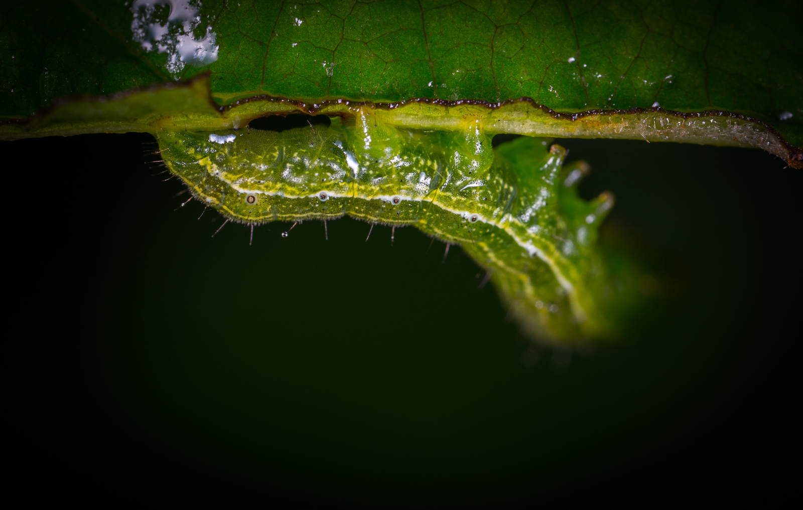 Macro hunting №130 - My, Macrohunt, Insects, Arachnida, Collembols, Caterpillar, Mp-e 65 mm, Longpost, Macro photography