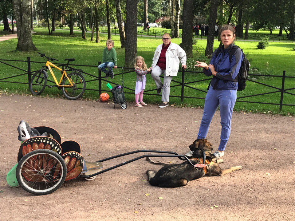 Entrepreneur - live-bearer. - Saint Petersburg, Dog, Flailing