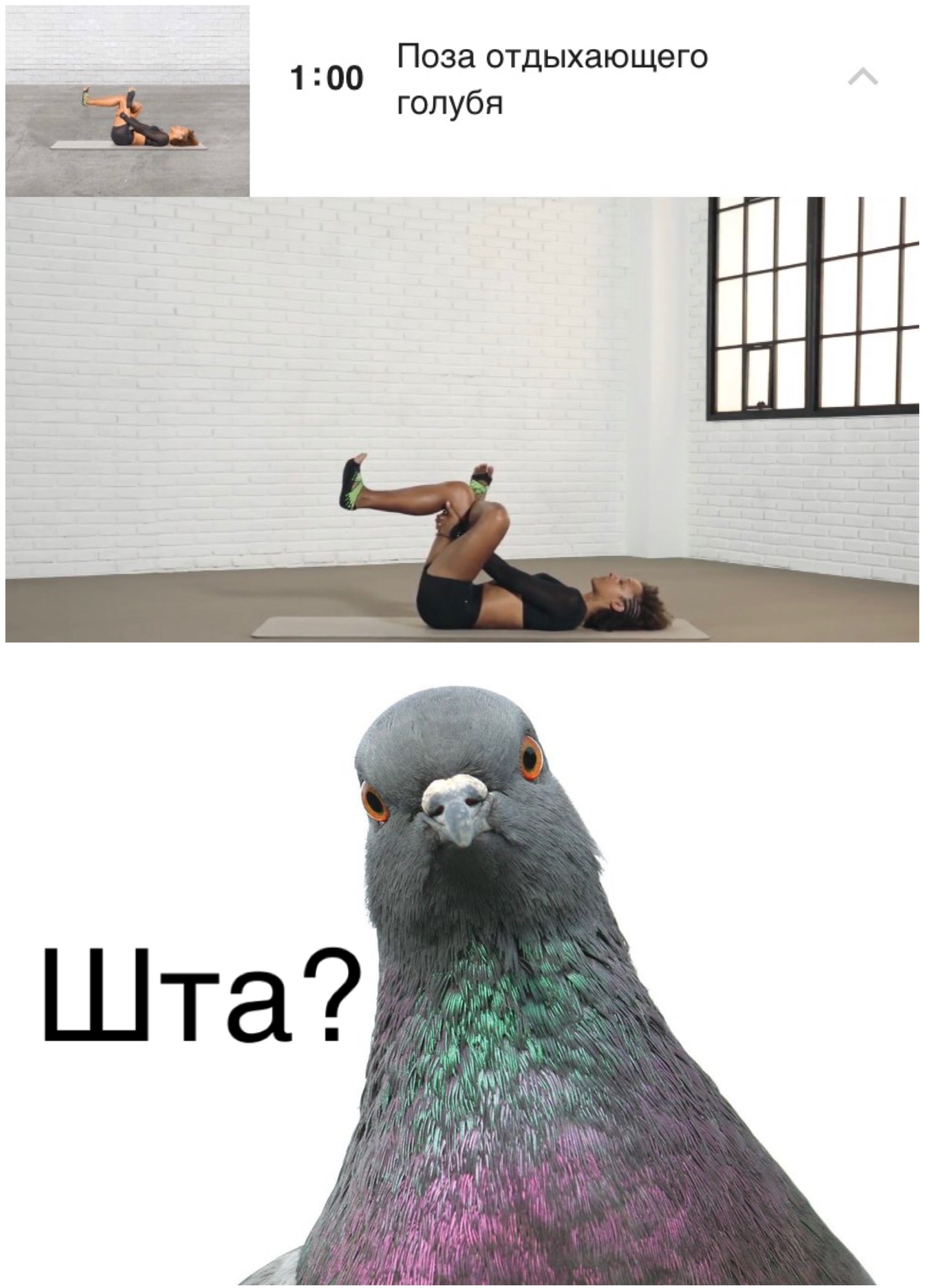 Мемы с голубями