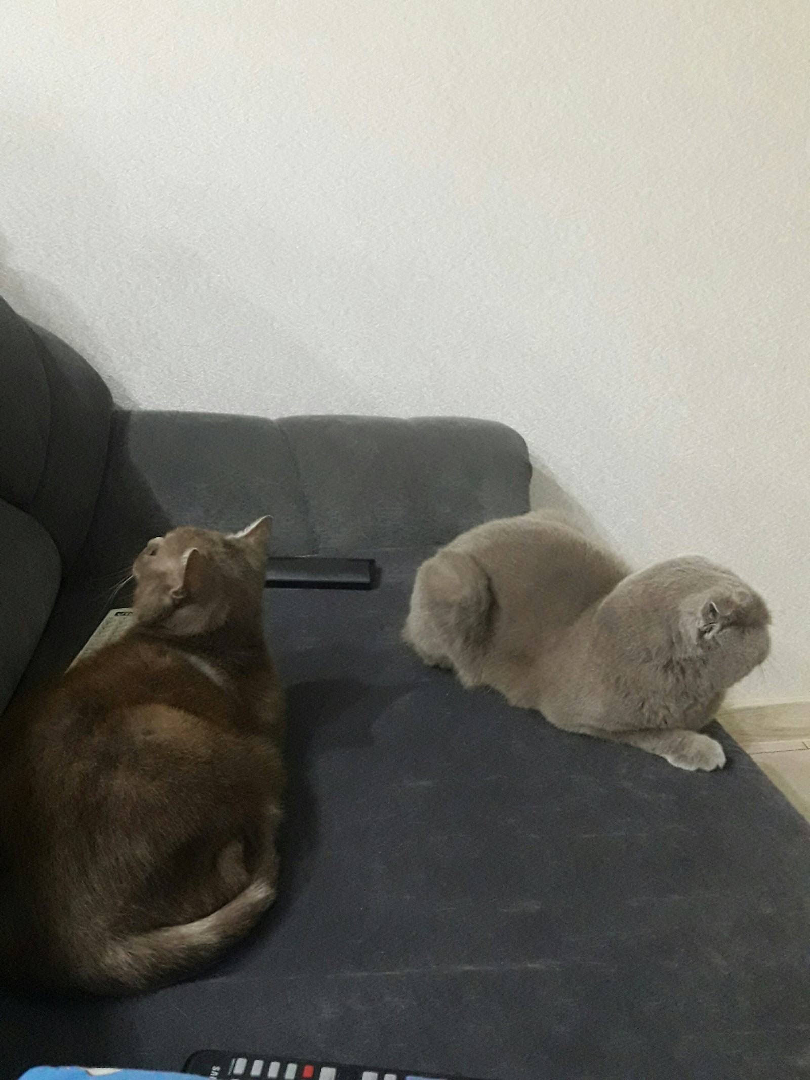 Two feuding cats on the same couch - My, cat, Scottish lop-eared, British cat, Sofa, Evening