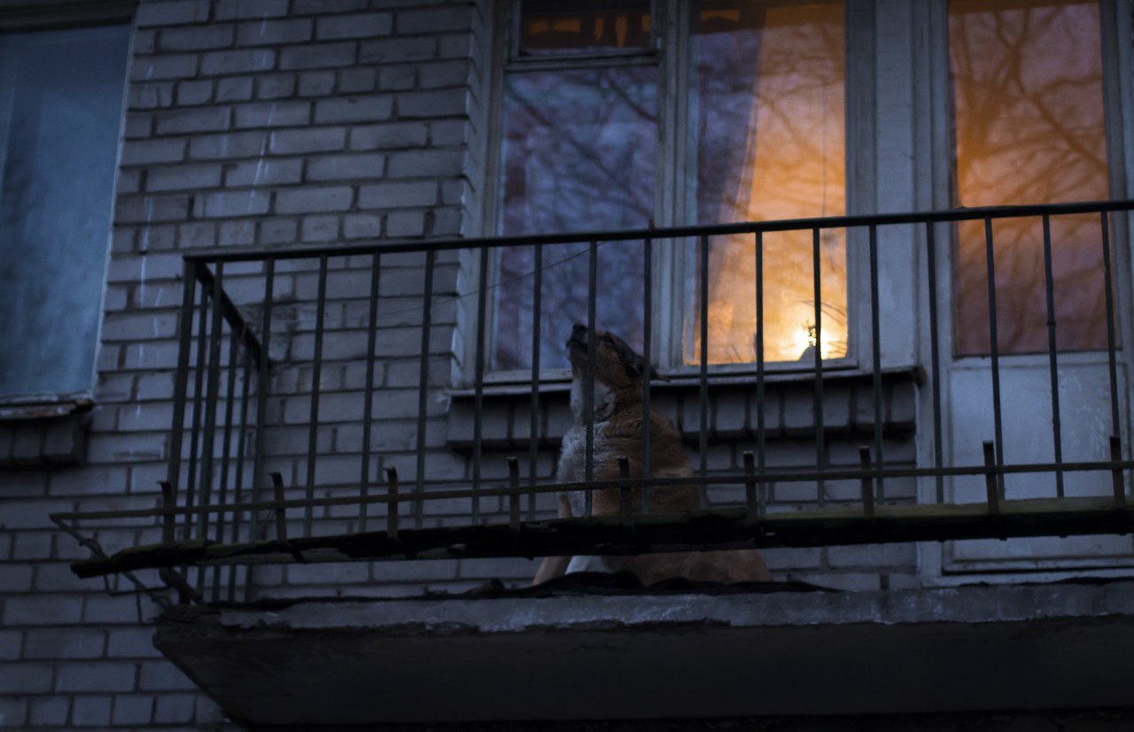 evening atmosphere - The photo, Dog, Balcony, Not mine